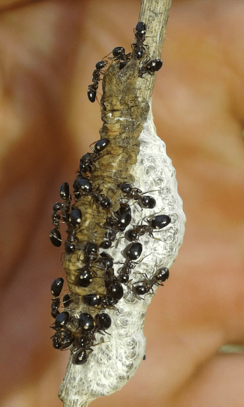 Formicidae assalgono larva di Geometridae su ammasso di bozzoletti di Braconidae